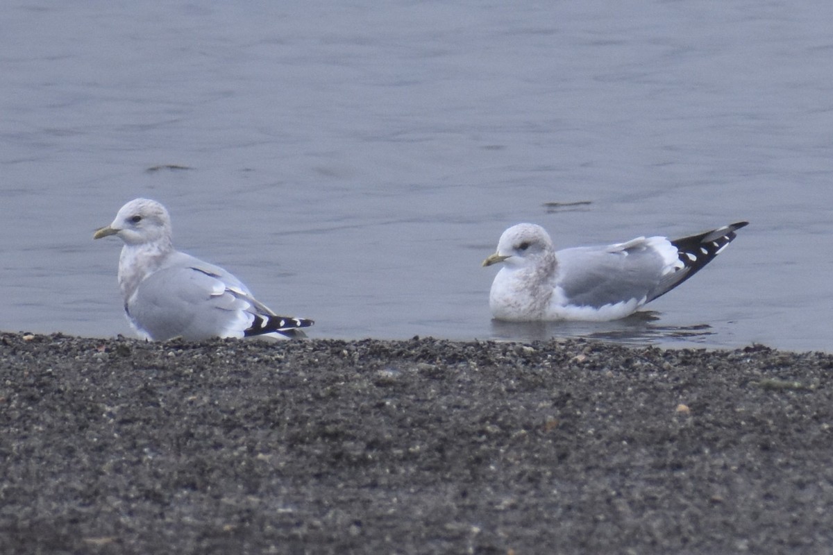 Short-billed Gull - ML646424137