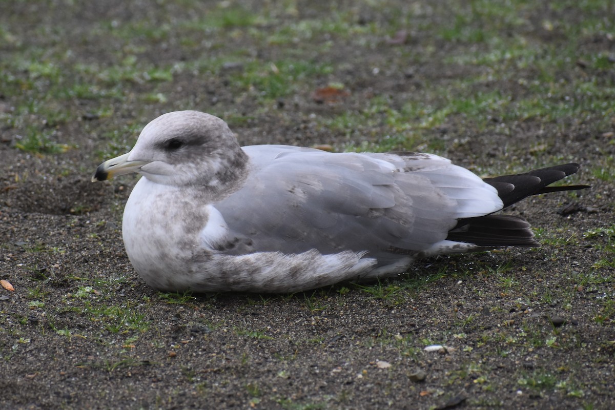 California Gull - ML646424138
