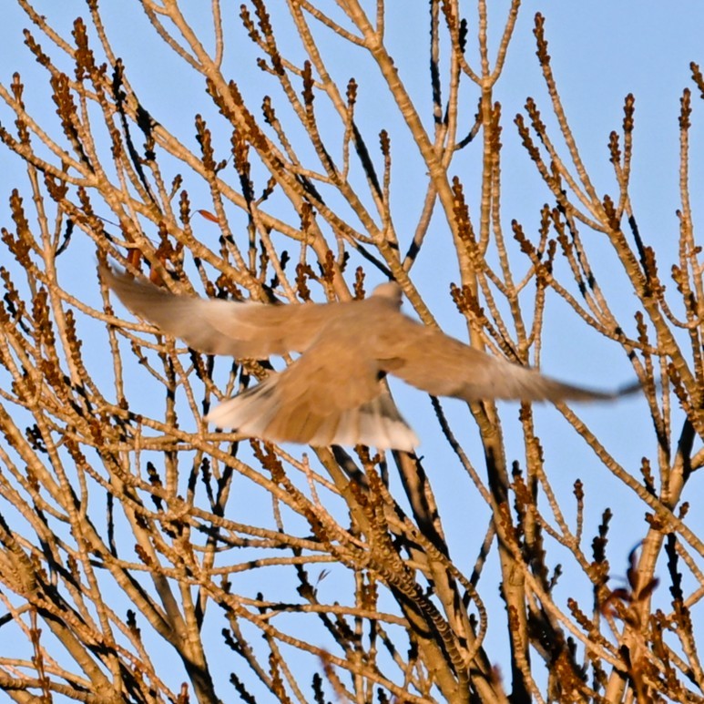 Eurasian Collared-Dove - ML646424140