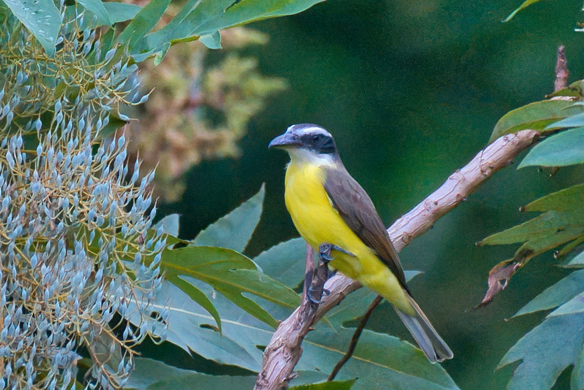 Boat-billed Flycatcher - ML646424141