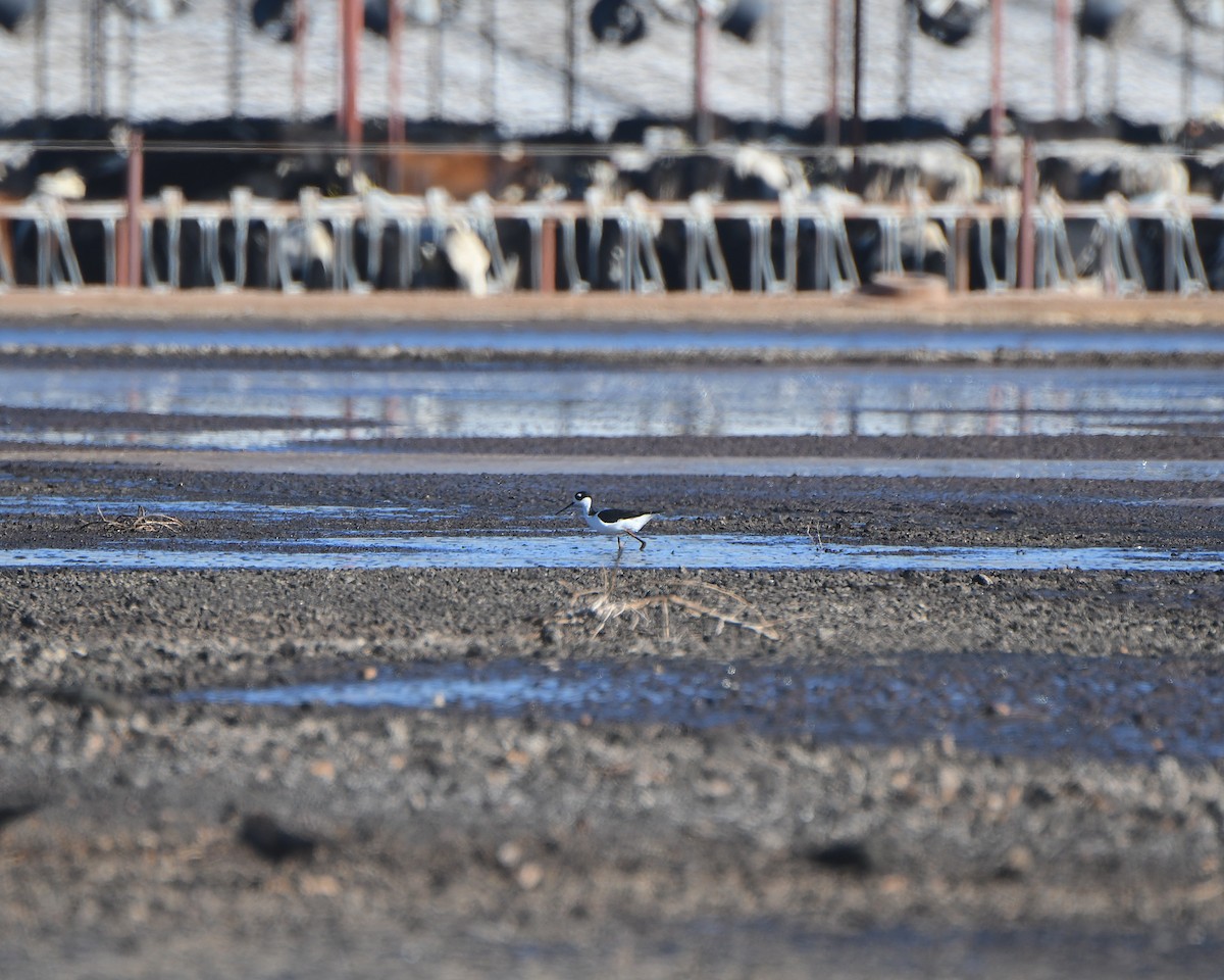 Black-necked Stilt (Black-necked) - ML646424142