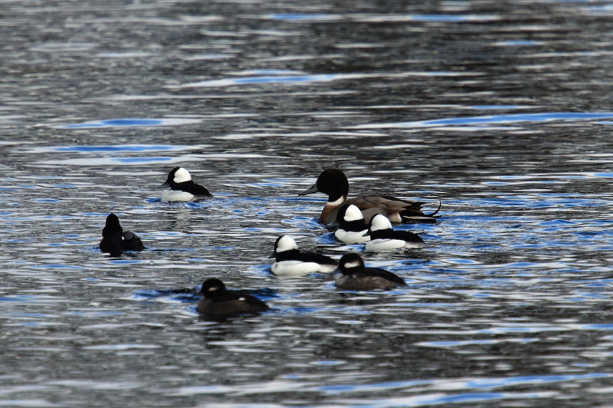 Mallard x Northern Pintail (hybrid) - ML646424144
