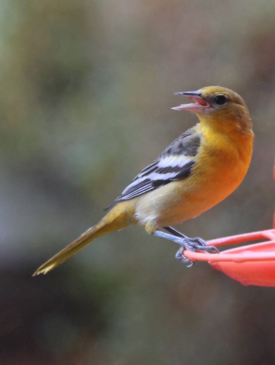 trupiál baltimorský - ML646424145