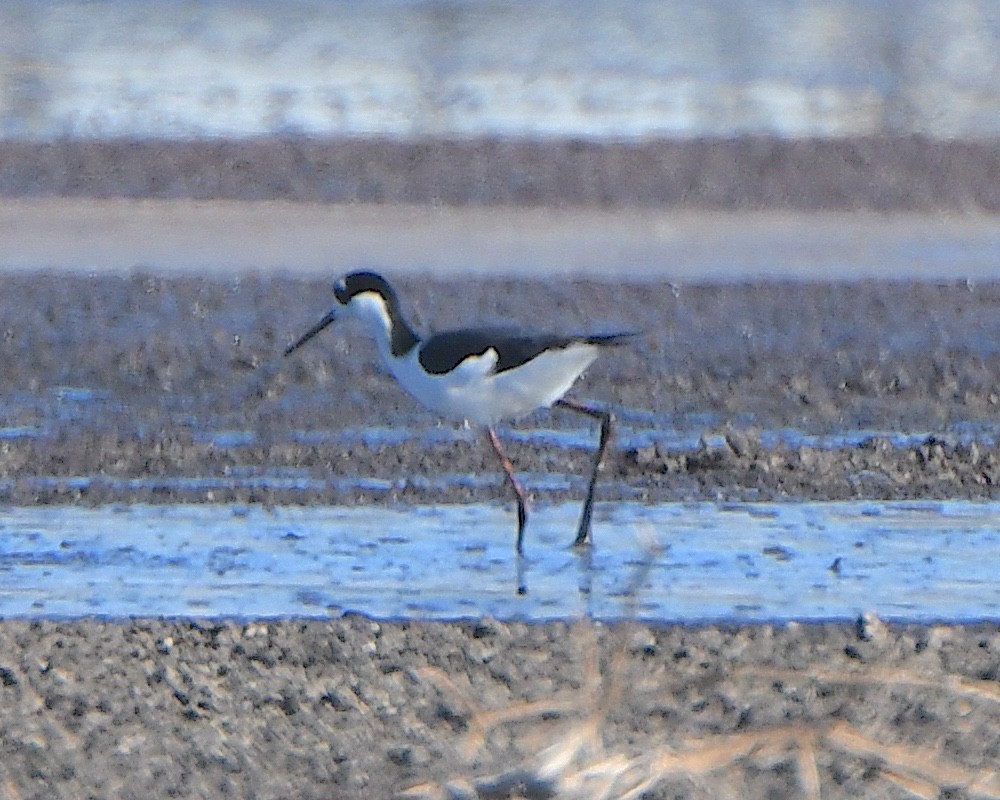Black-necked Stilt (Black-necked) - ML646424146