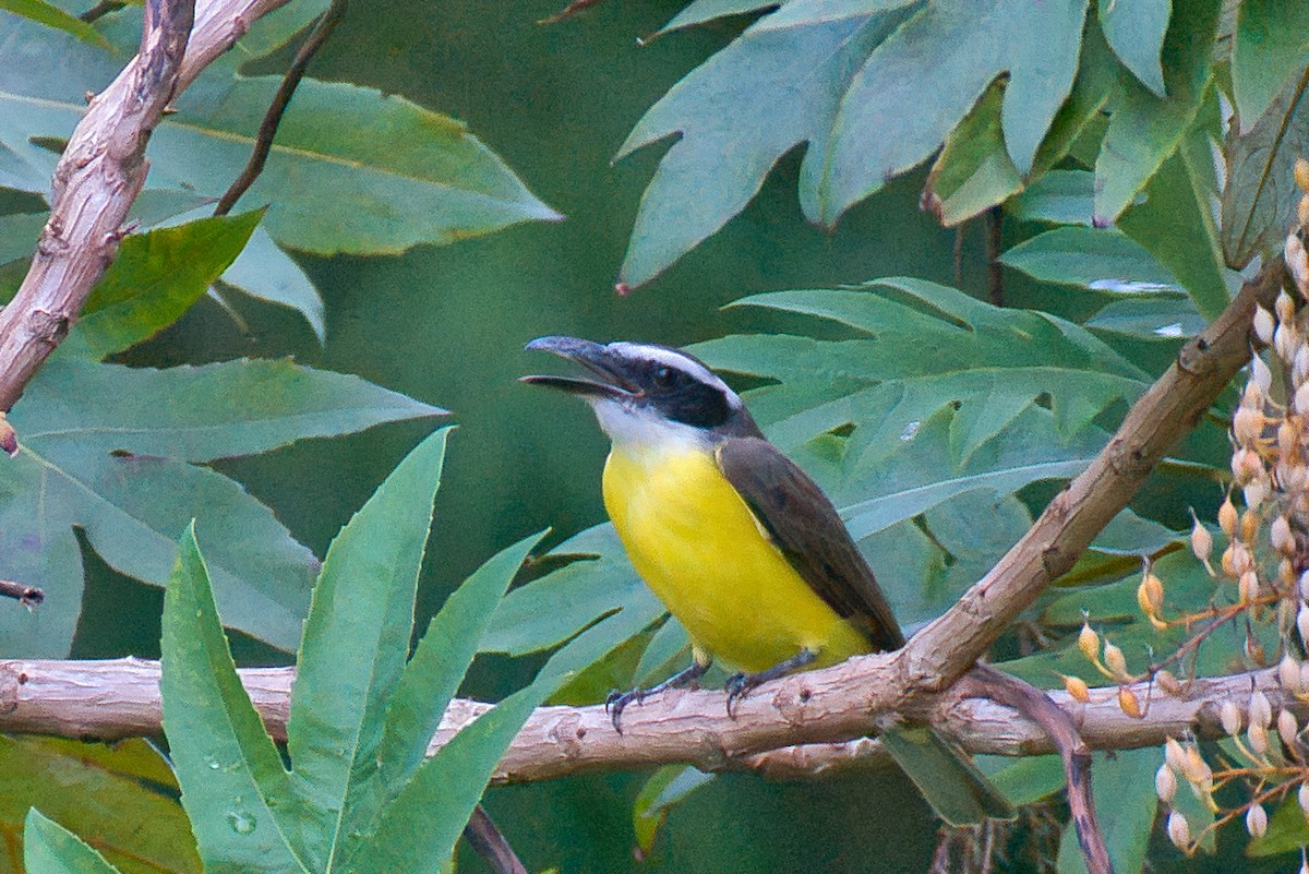 Boat-billed Flycatcher - ML646424147