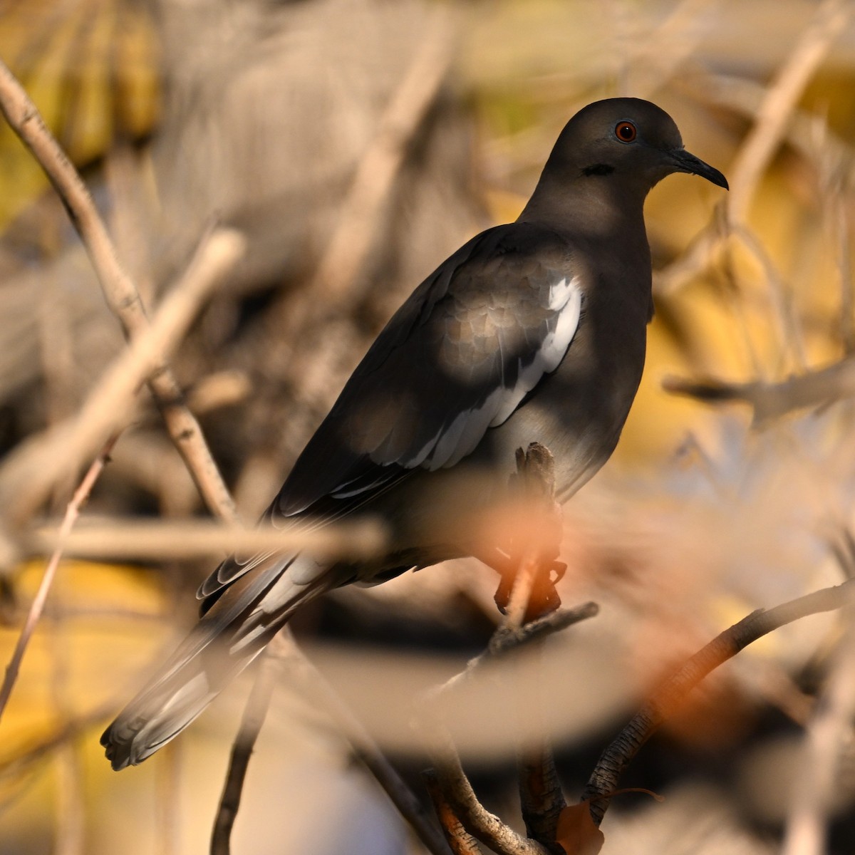 White-winged Dove - ML646424148