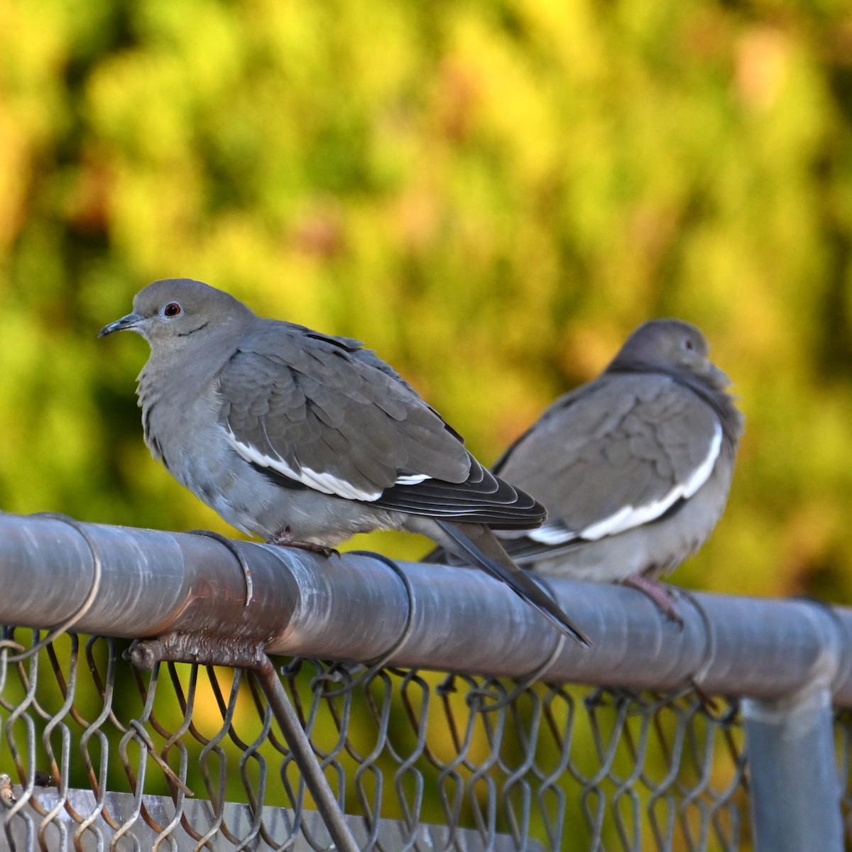 White-winged Dove - ML646424149