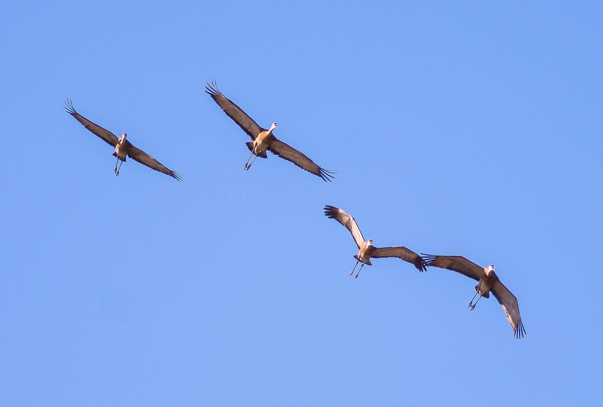 Sandhill Crane - ML646424150