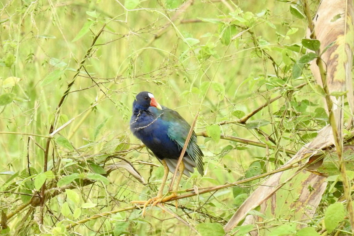Purple Gallinule - ML646424151