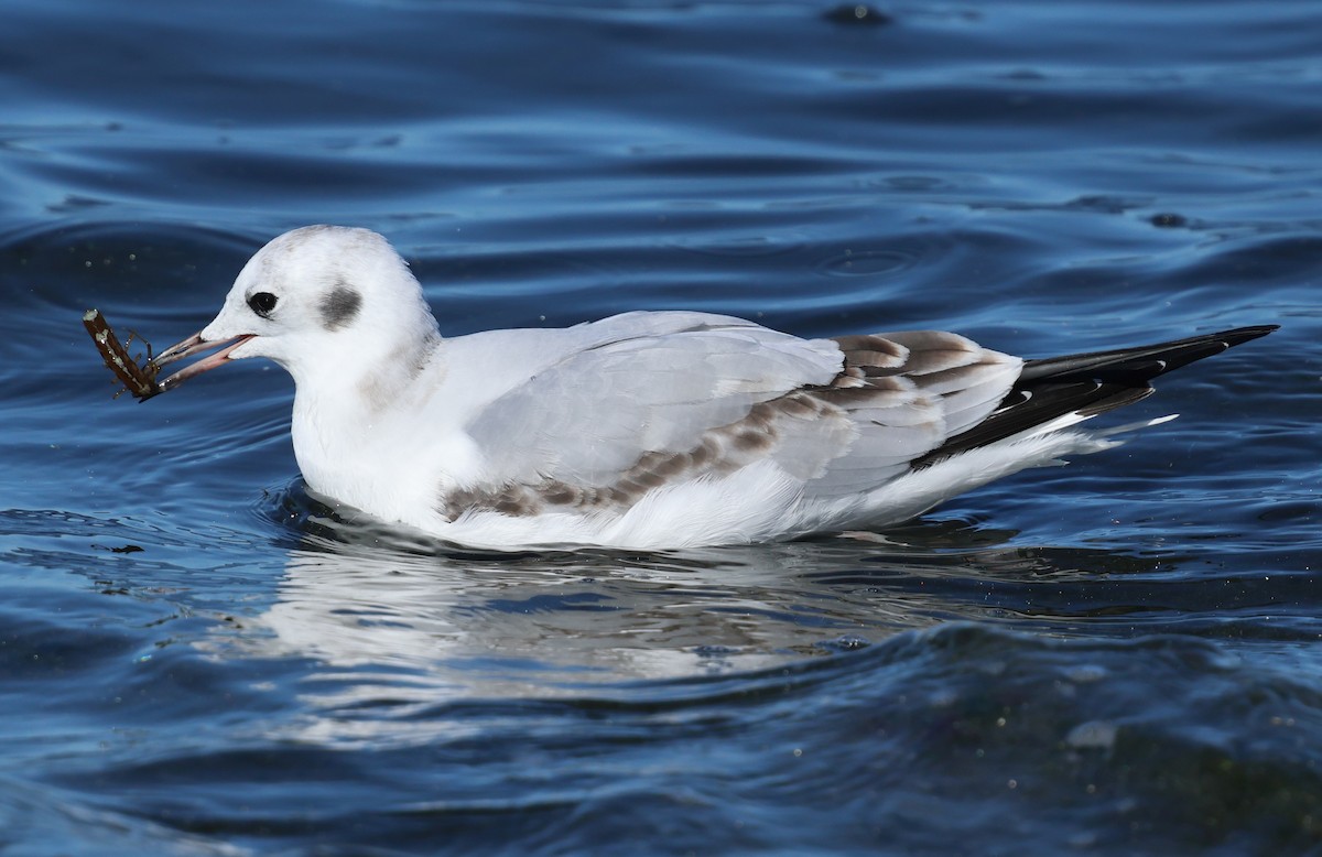 Bonaparte's Gull - ML646424152