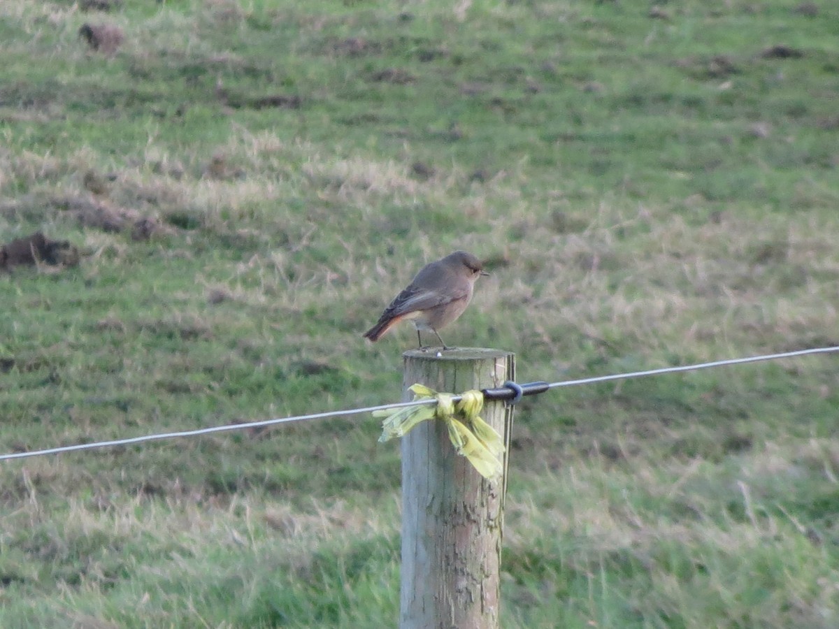 rehek domácí - ML646424153