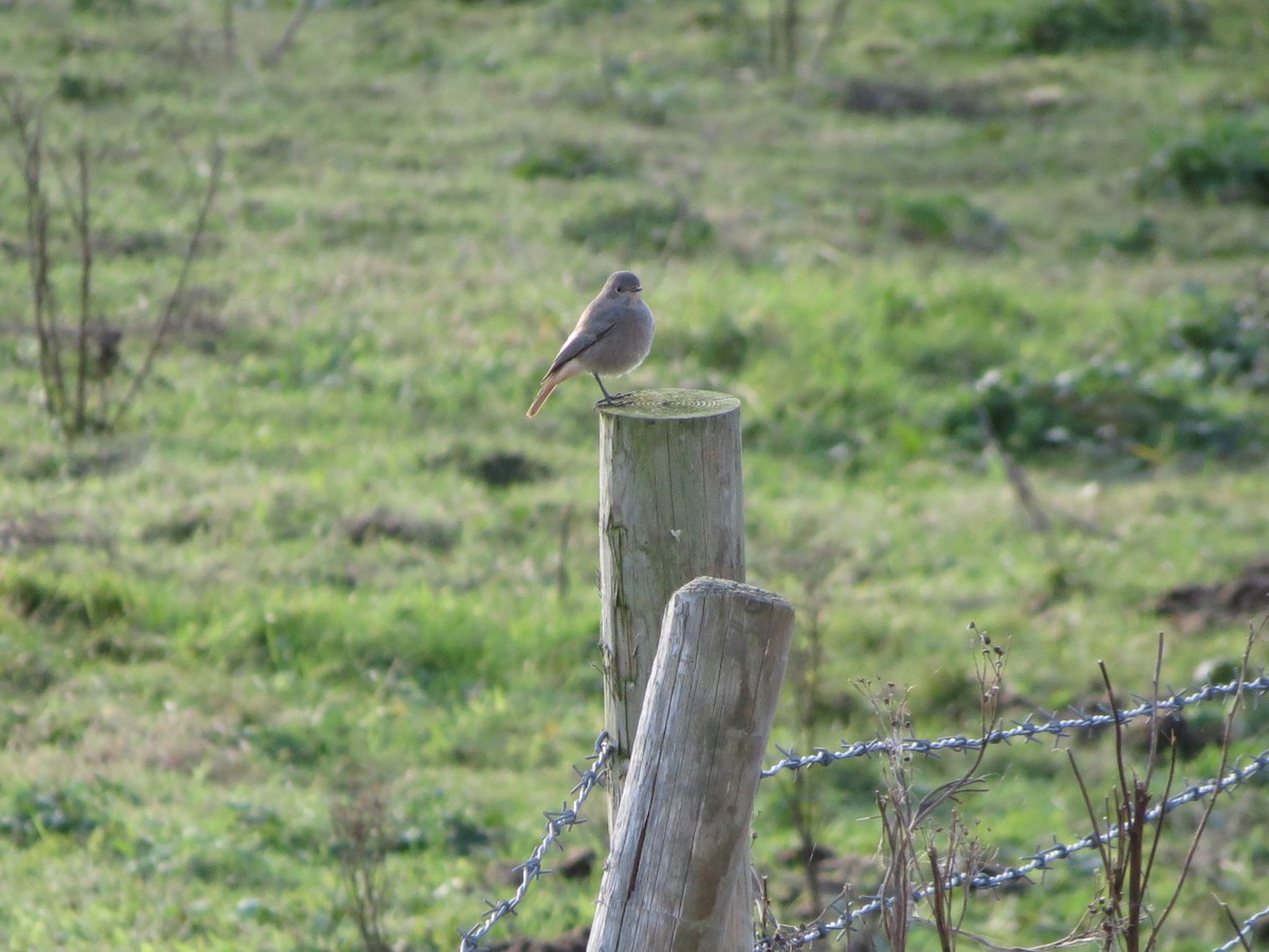 rehek domácí - ML646424154