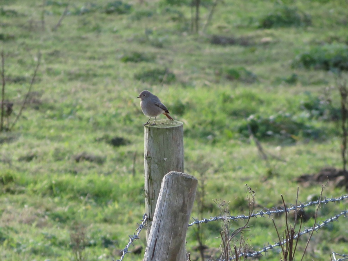 rehek domácí - ML646424155