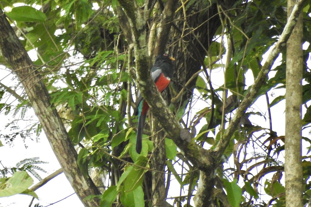 Black-tailed Trogon - ML646424156