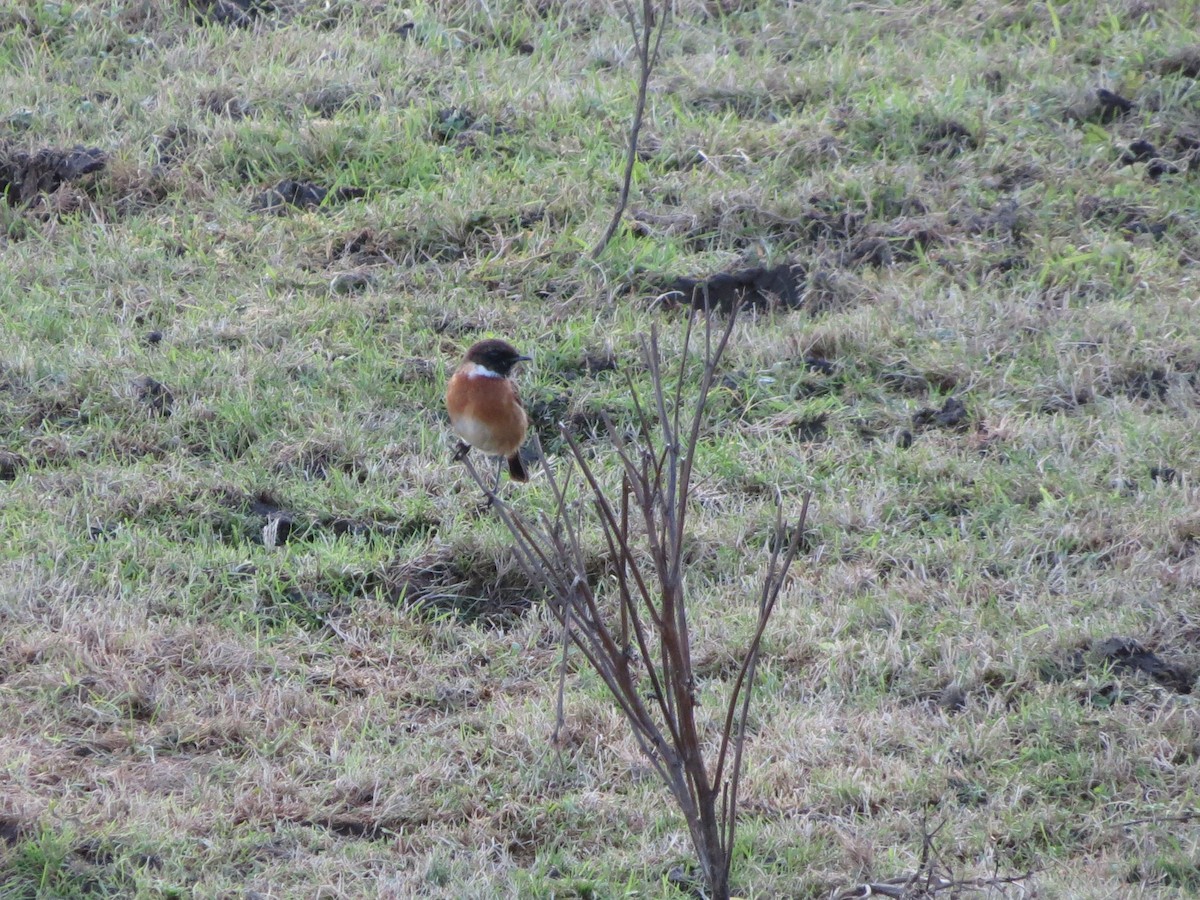 bramborníček černohlavý - ML646424157