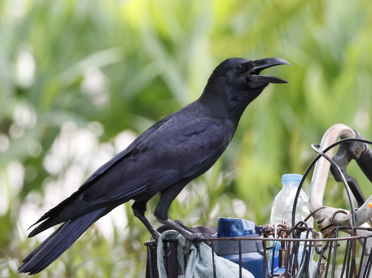 Large-billed Crow - ML646424158