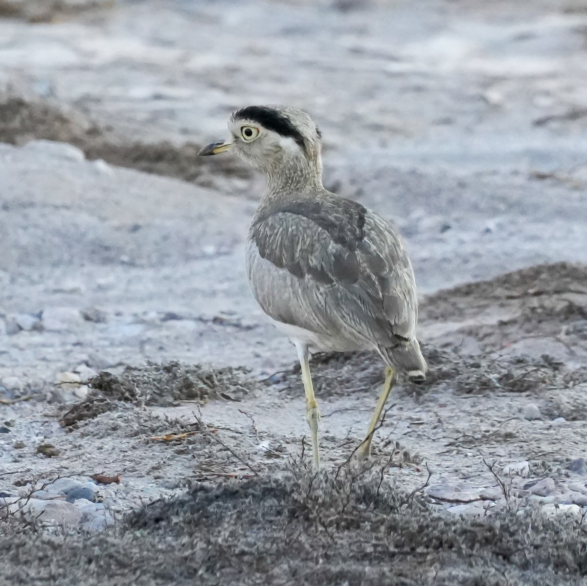 Peruvian Thick-knee - ML646424160