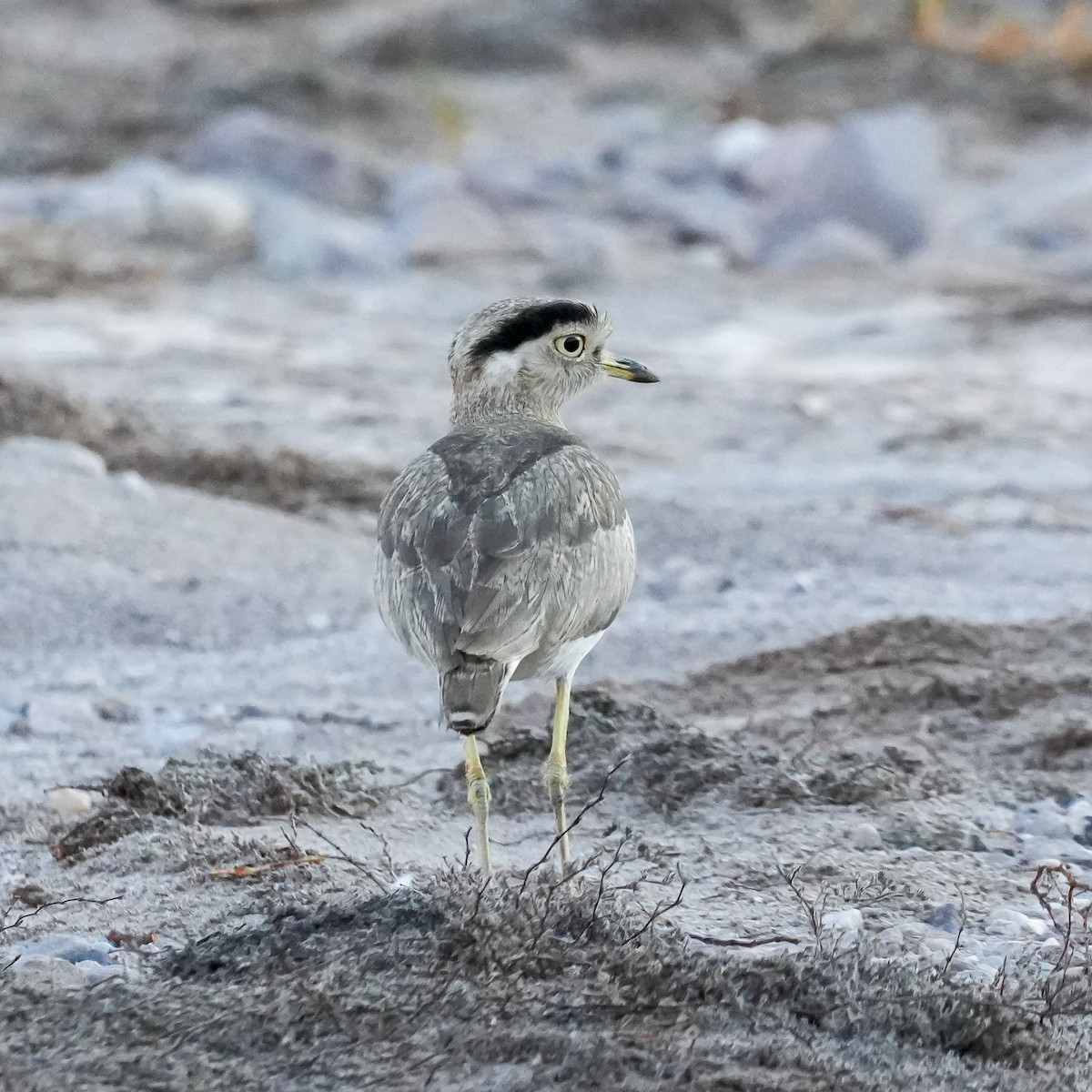 Peruvian Thick-knee - ML646424161