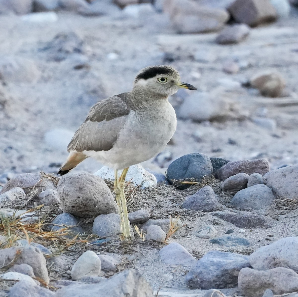 Peruvian Thick-knee - ML646424162