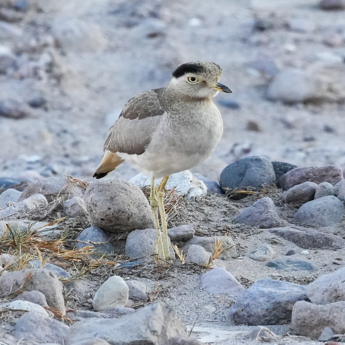 Peruvian Thick-knee - ML646424163