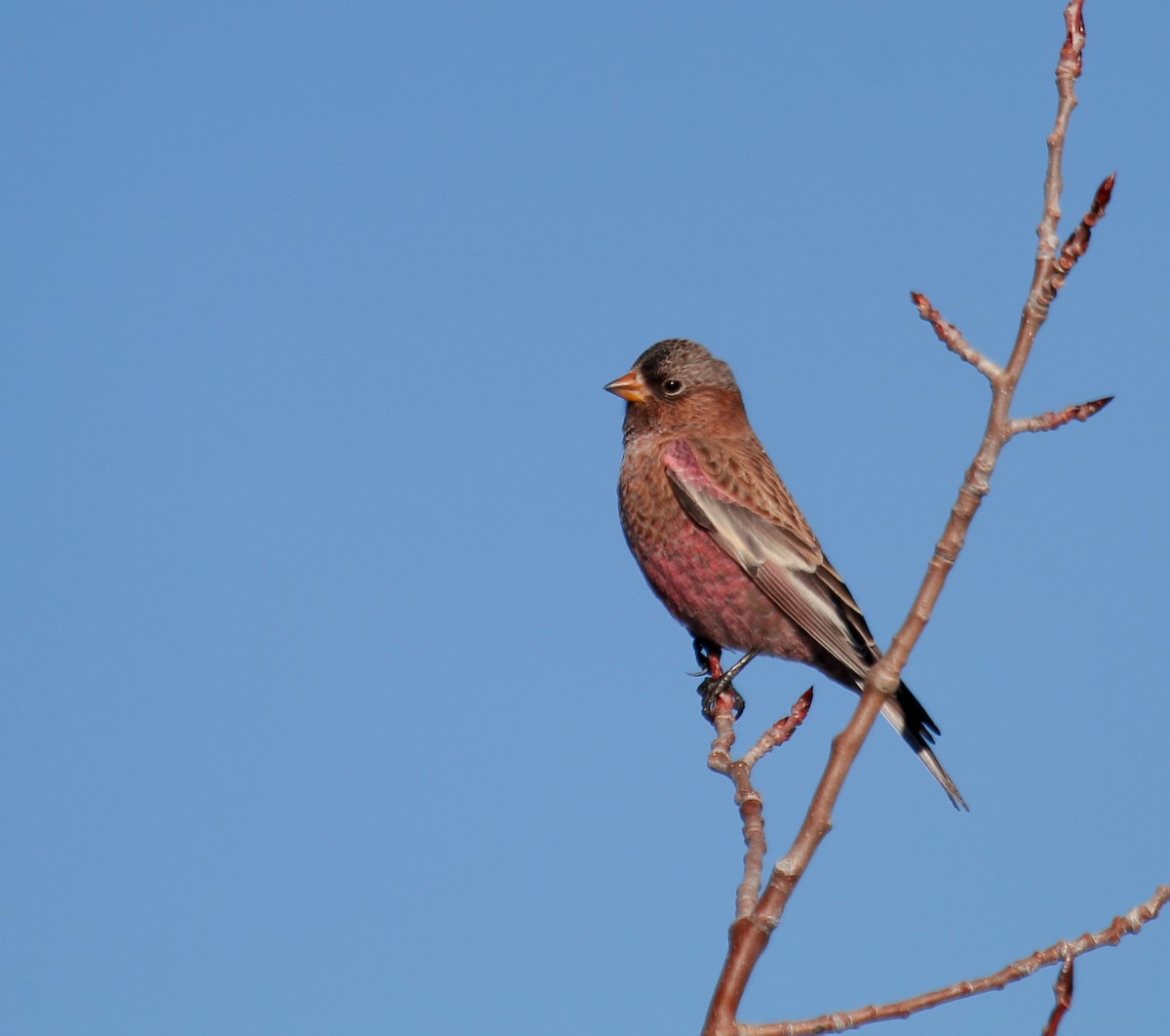 Brown-capped Rosy-Finch - ML646424164