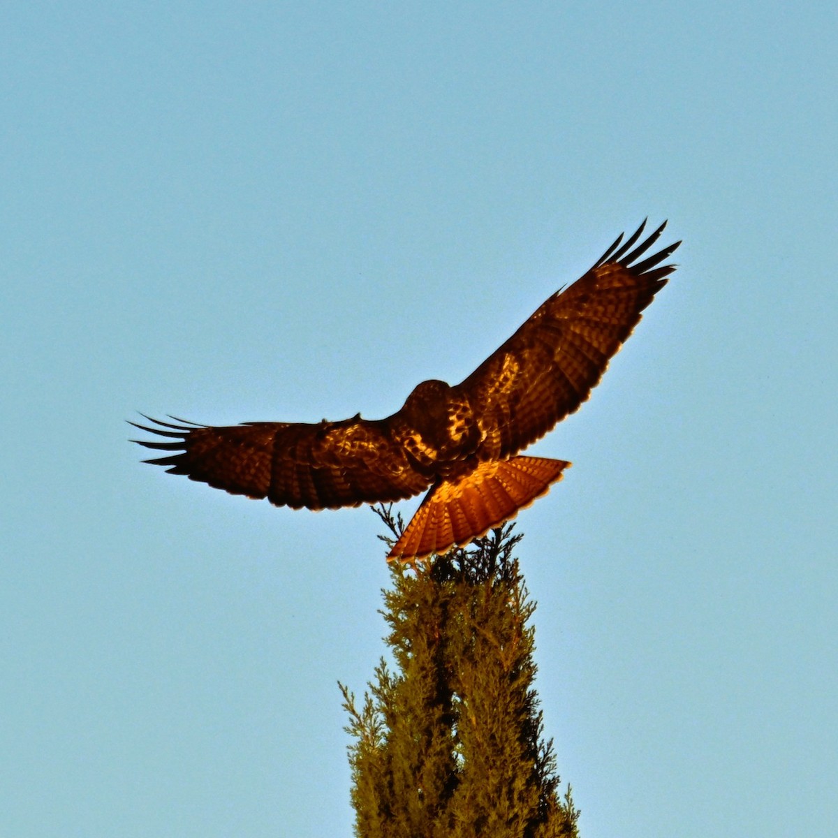 Red-tailed Hawk - ML646424166