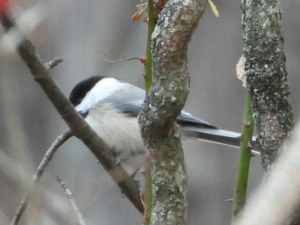 Schwarzkopfmeise - ML646424167