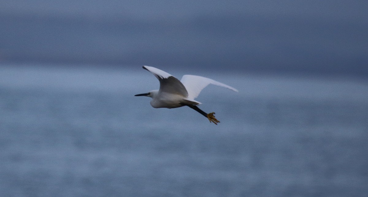 Aigrette garzette - ML646424168