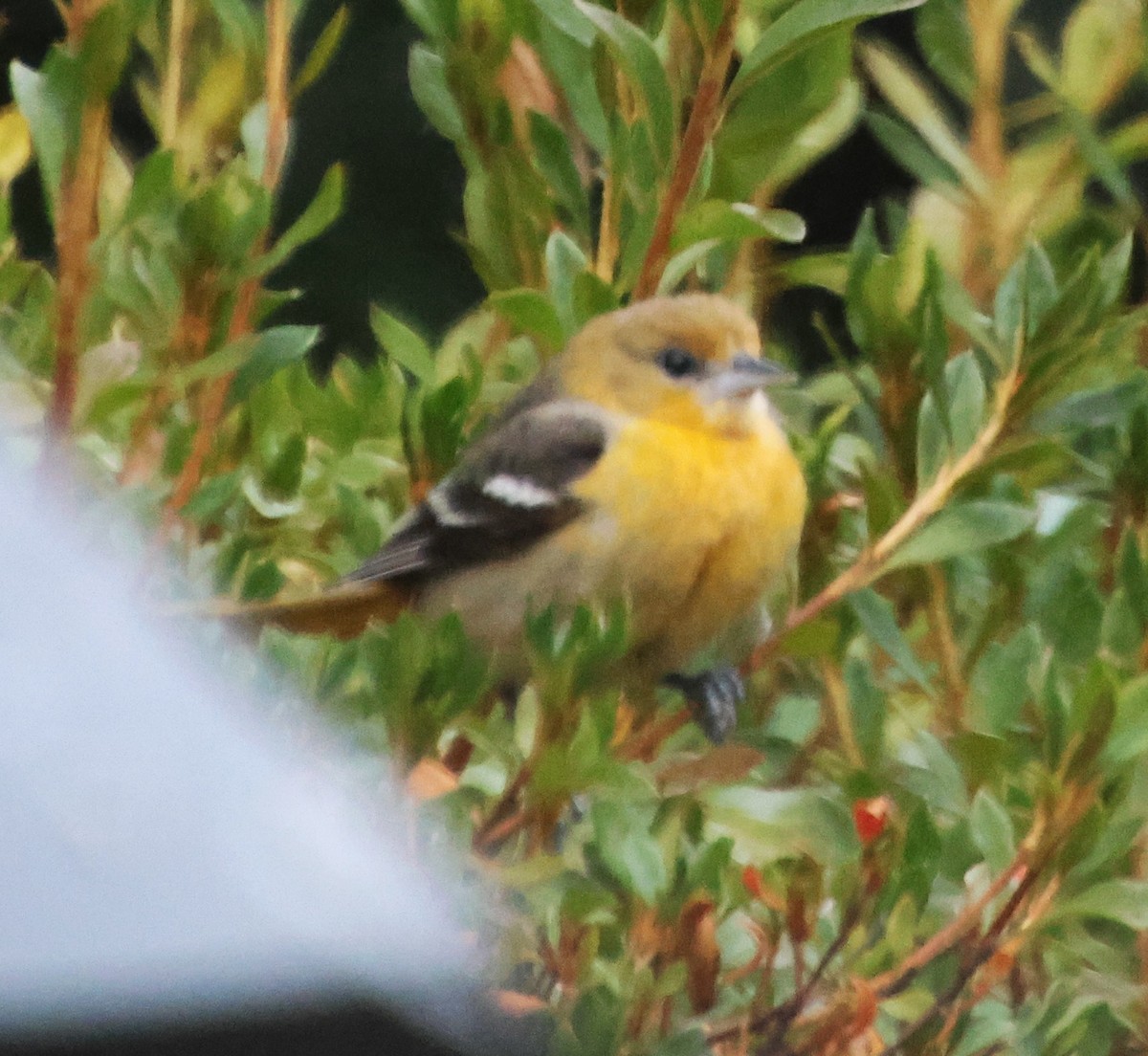 trupiál baltimorský - ML646424170