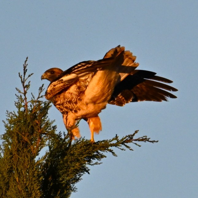 Red-tailed Hawk - ML646424171