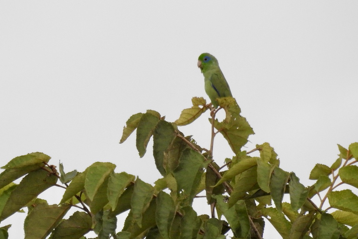 Spectacled Parrotlet - ML646424172