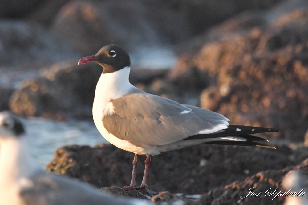 笑鷗 - ML646424176