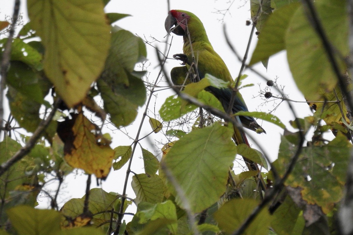 Great Green Macaw - ML646424178