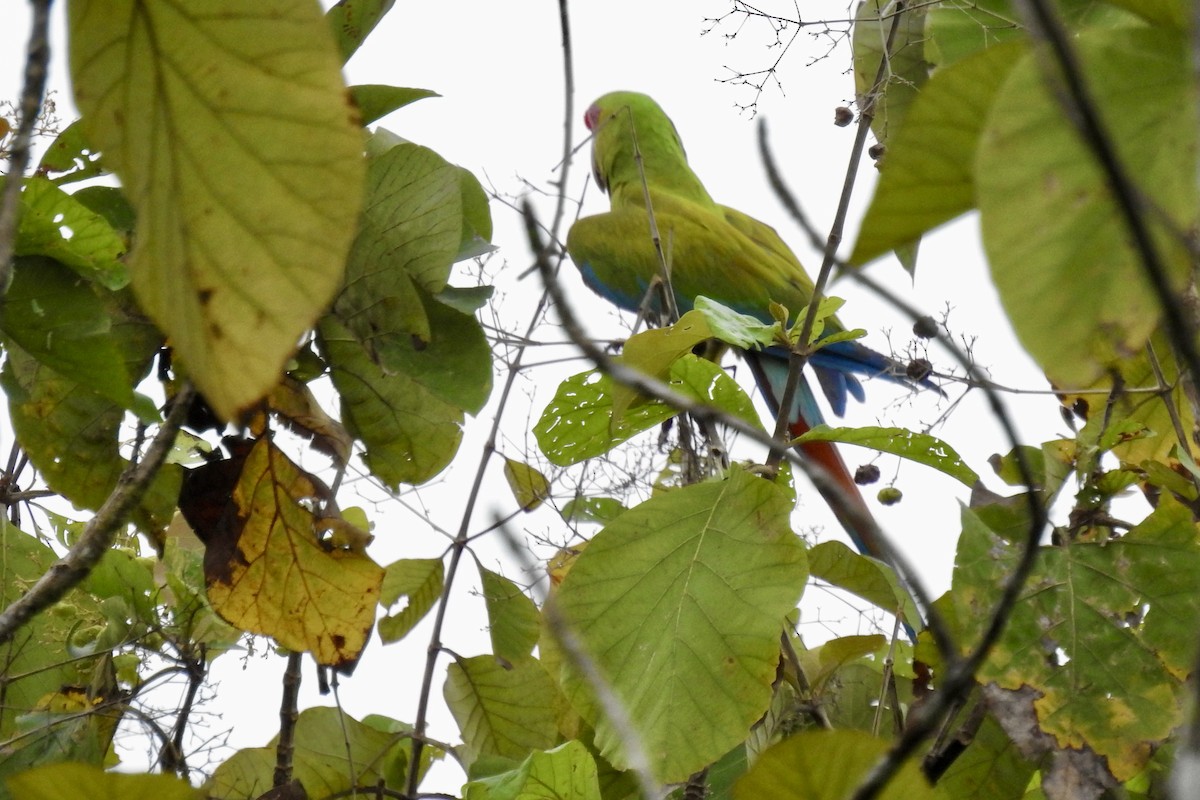 Great Green Macaw - ML646424179