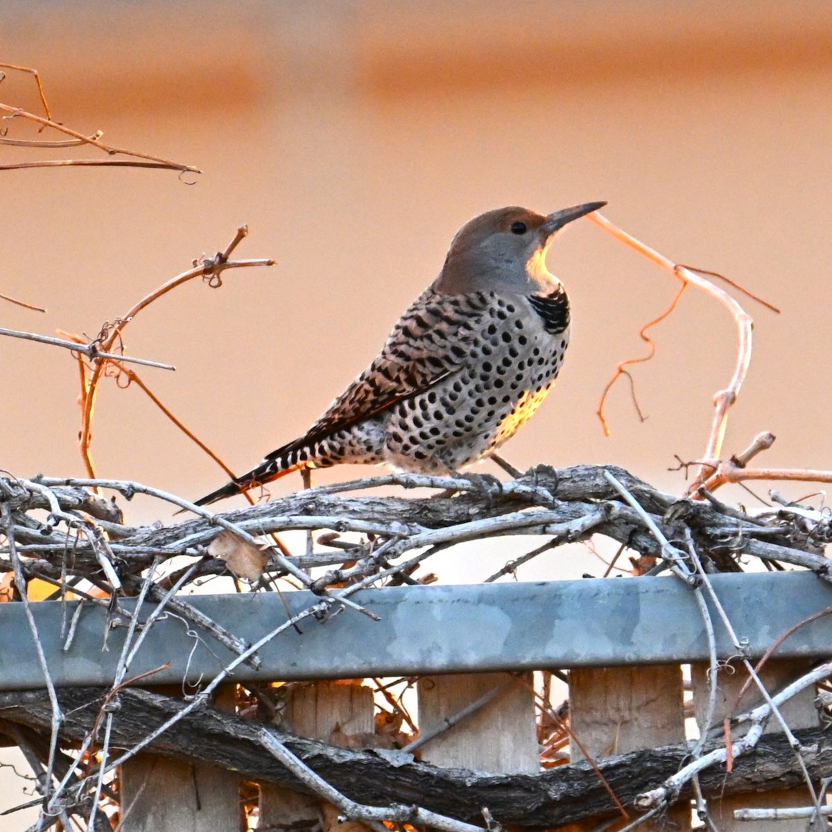 Northern Flicker - ML646424180