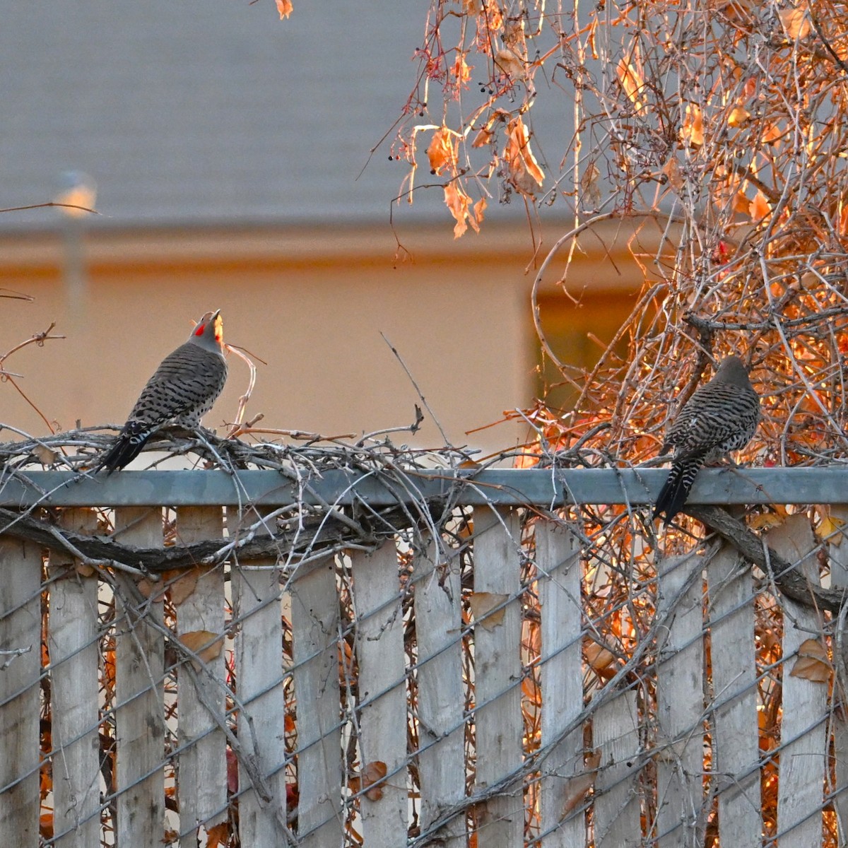 Northern Flicker - ML646424181