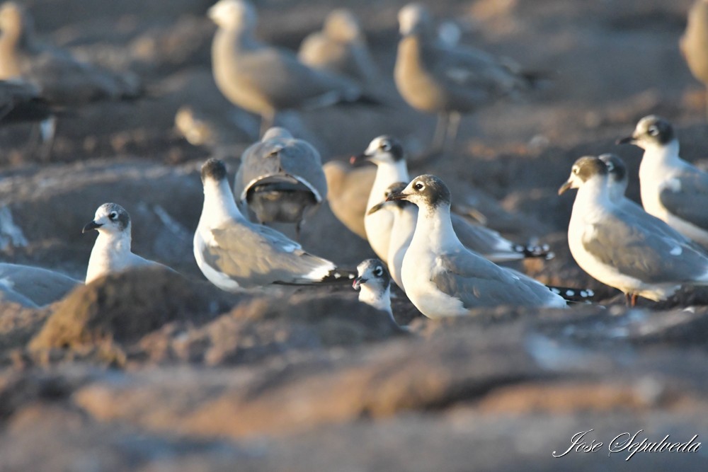 Gaviota Pipizcan - ML646424182