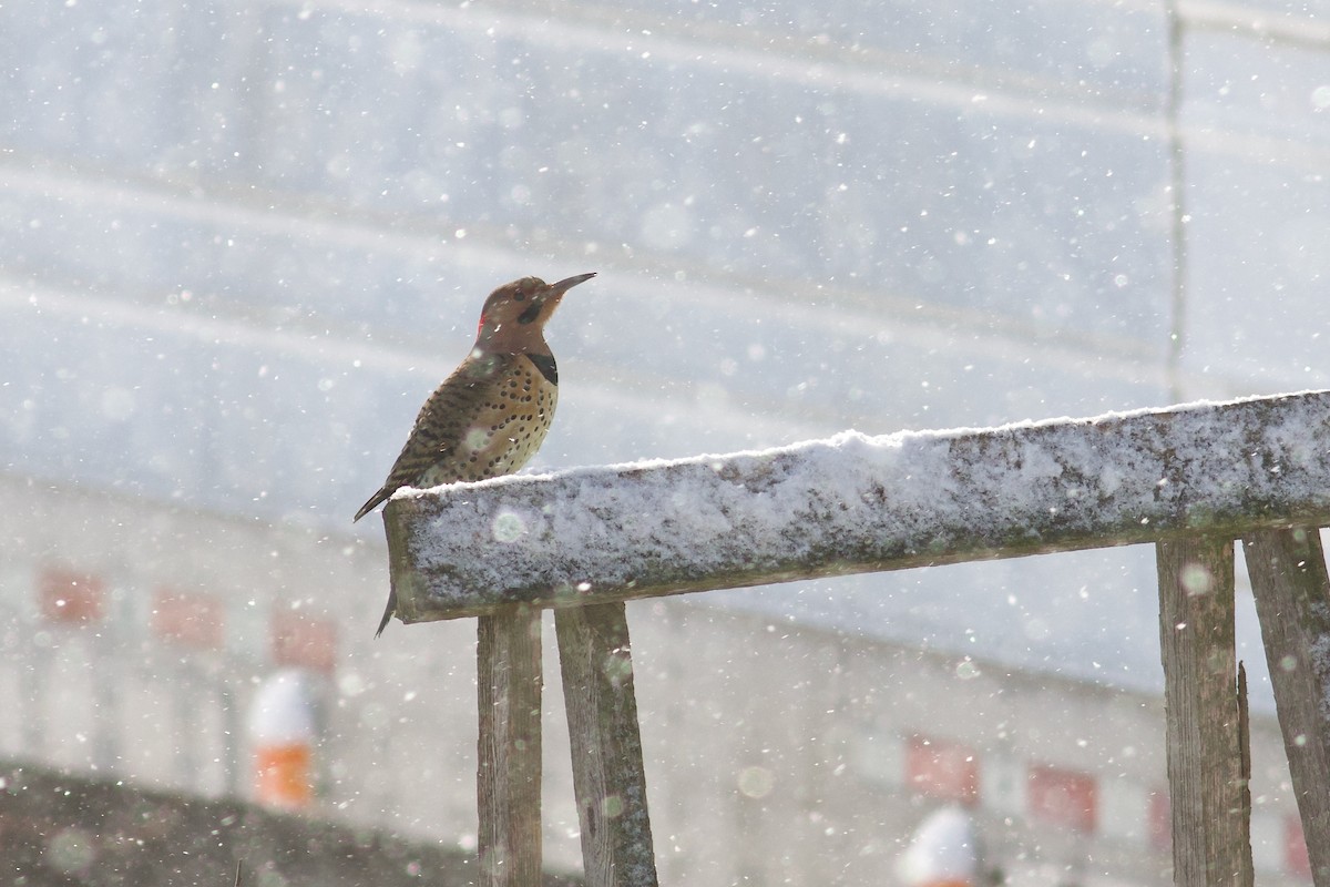 Northern Flicker - ML646424184