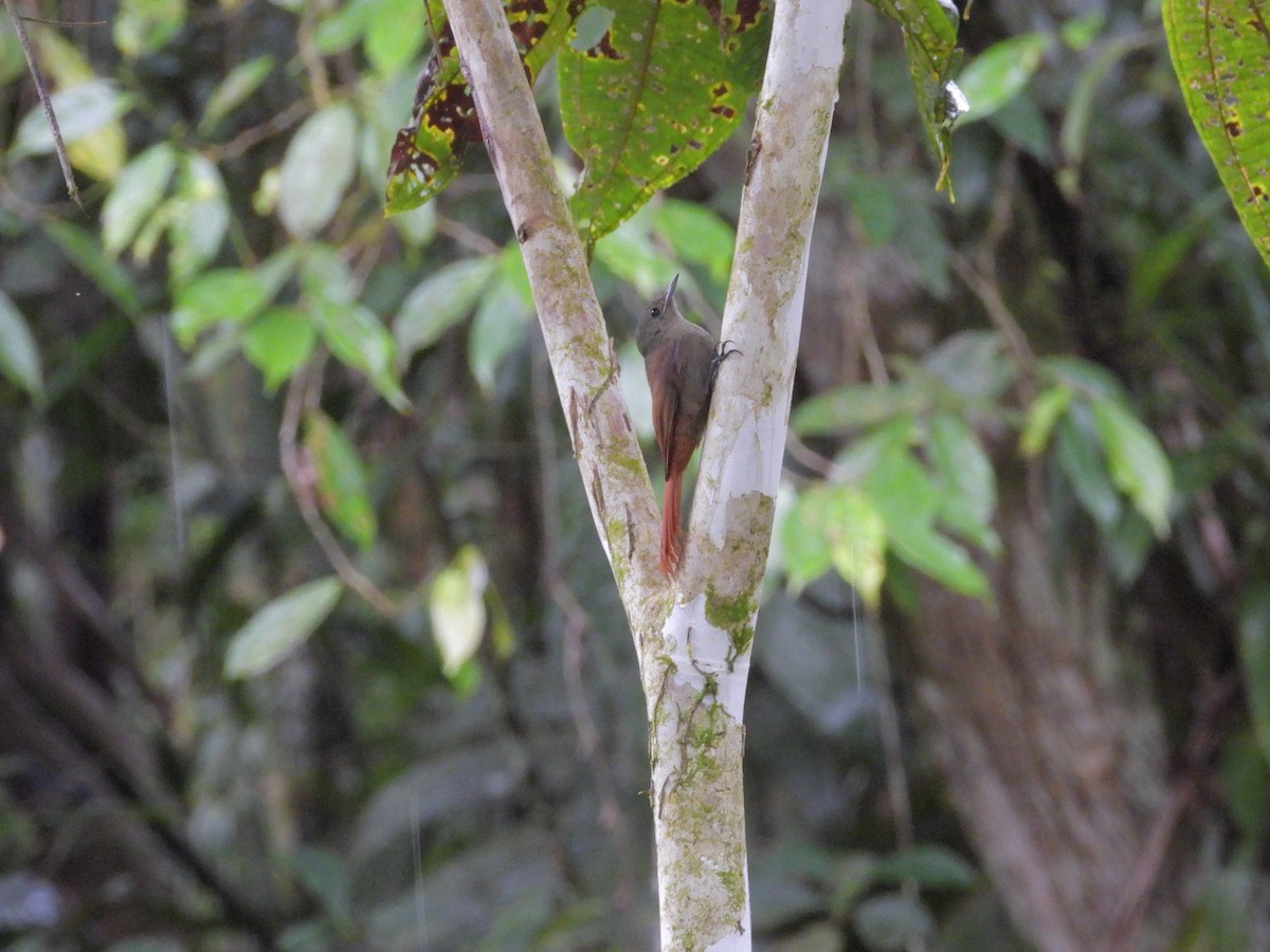 Olivaceous Woodcreeper - ML646424187