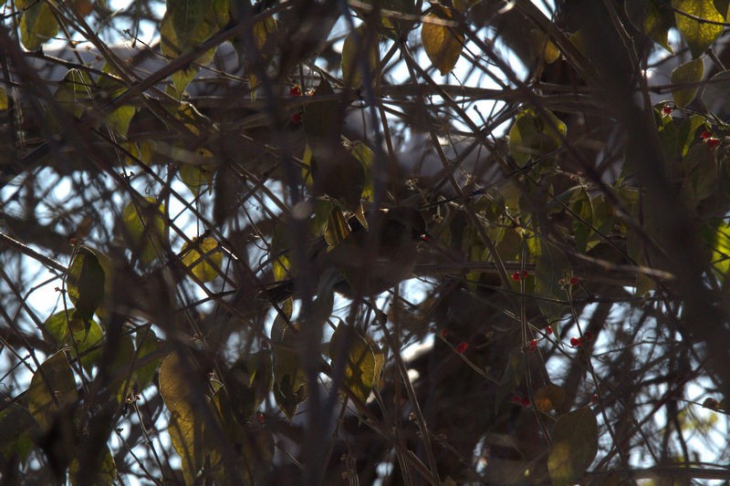 Rusty Blackbird - ML646424189