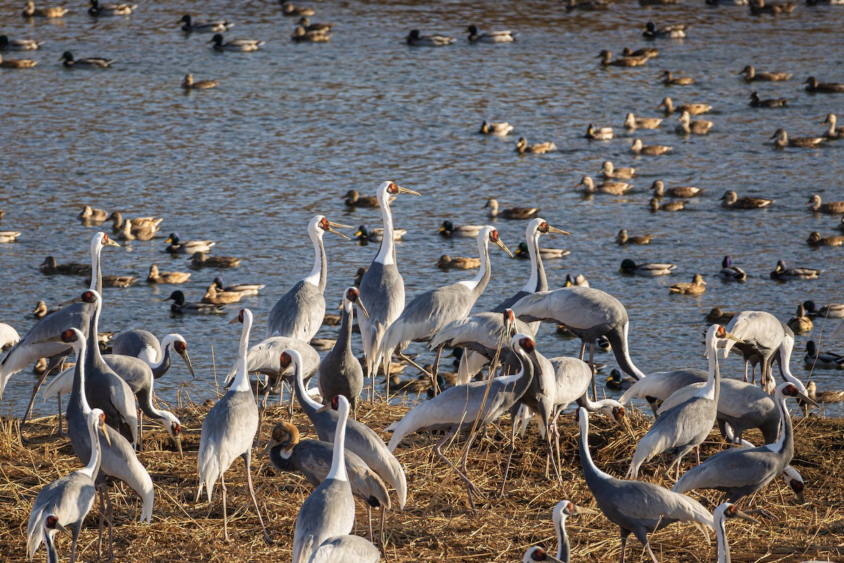 マナヅル - ML646424192