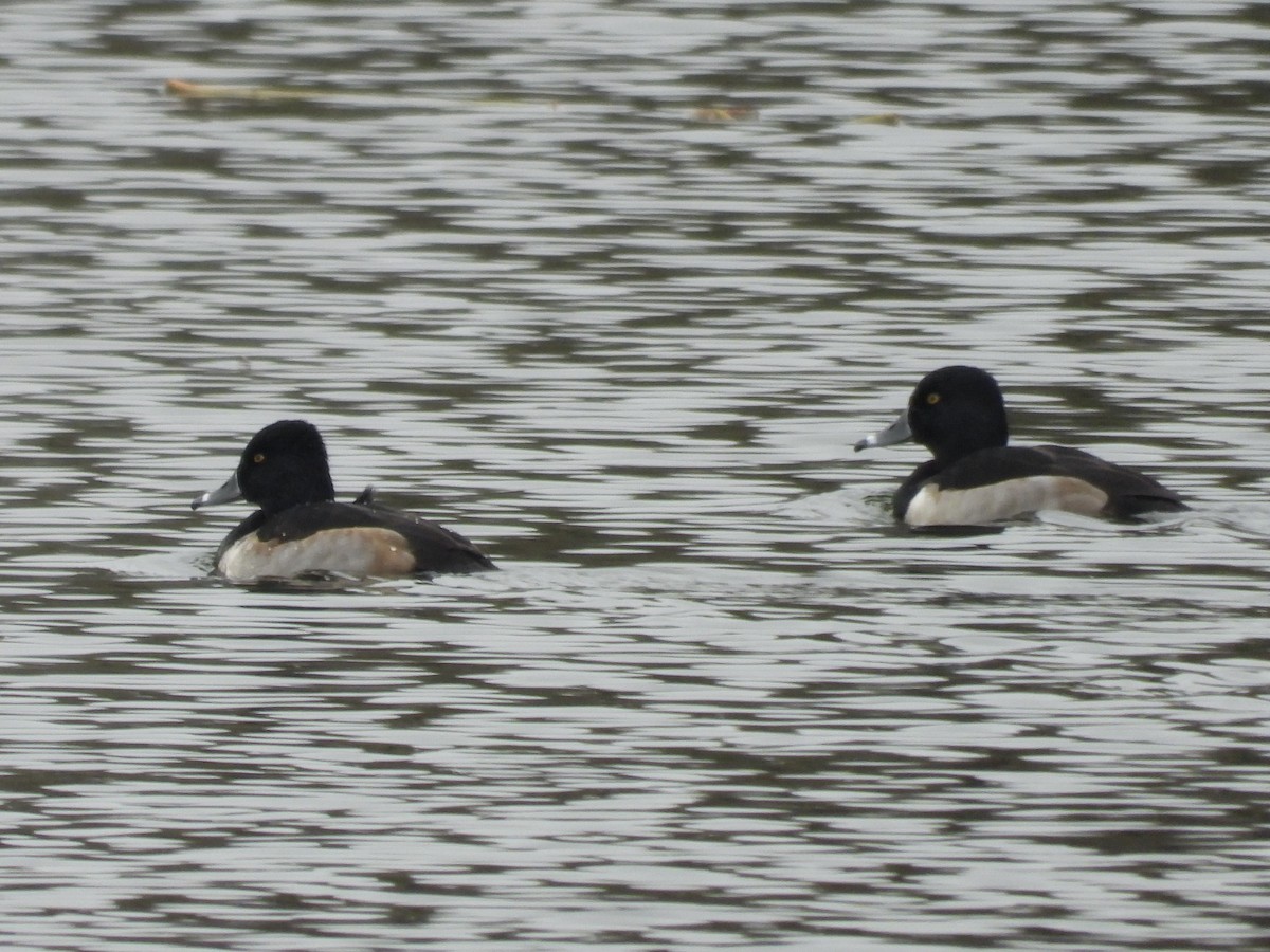Ring-necked Duck - ML646424196