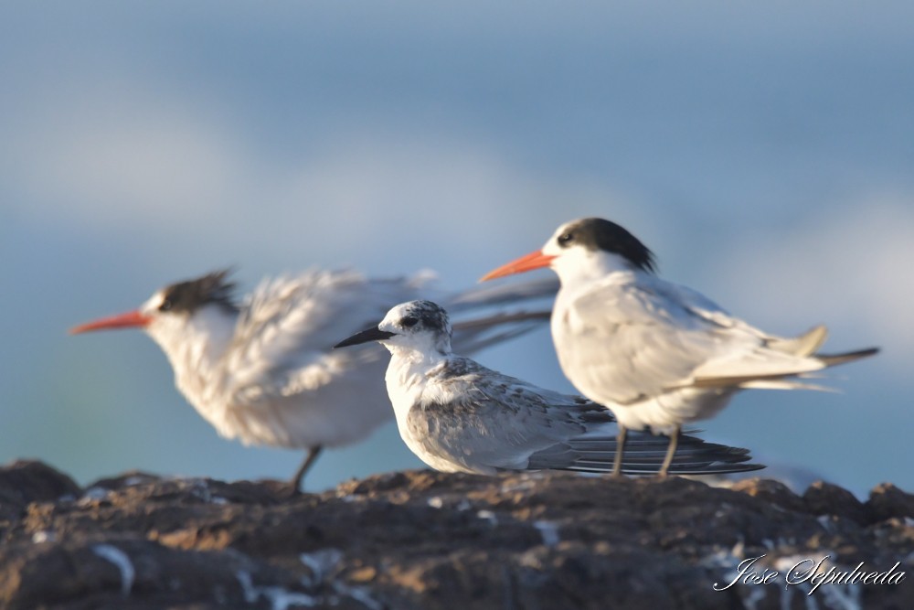 South American Tern - ML646424197