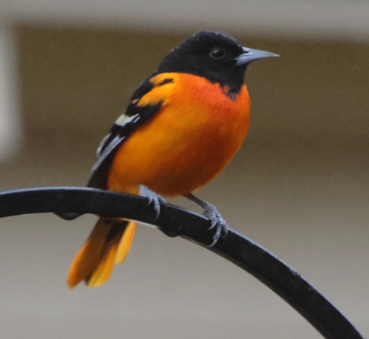 trupiál baltimorský - ML646424206