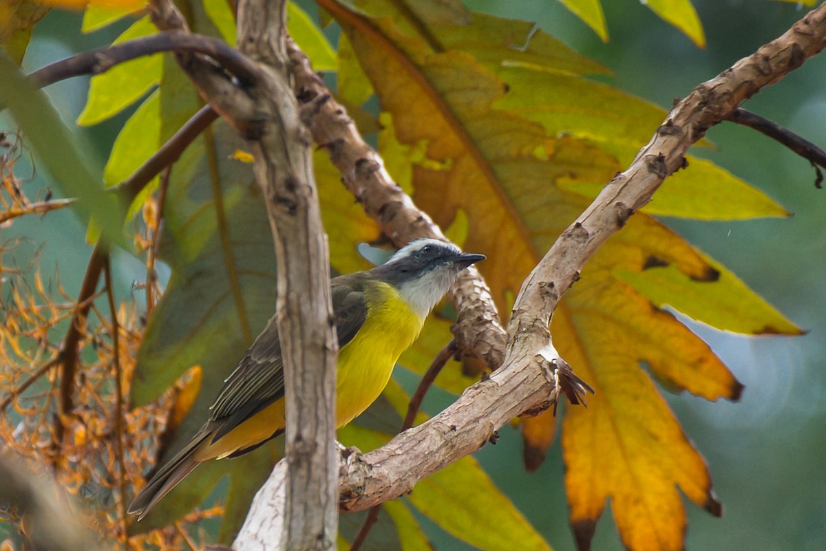 Social Flycatcher - ML646424208