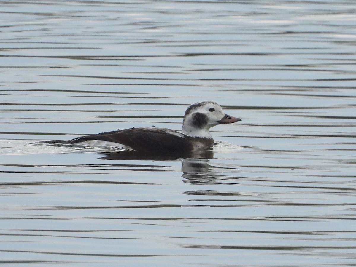 Long-tailed Duck - ML646424209