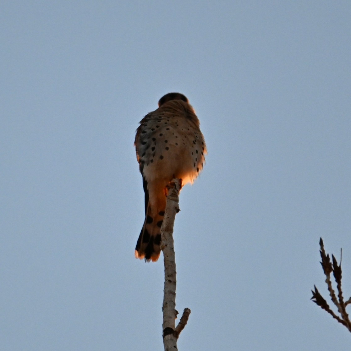 American Kestrel - ML646424213