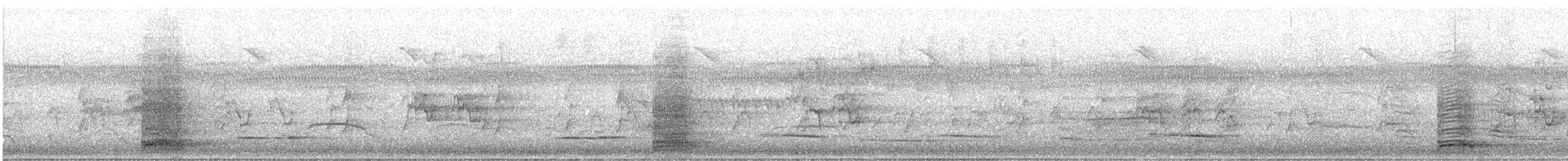 ibis australský - ML646424214