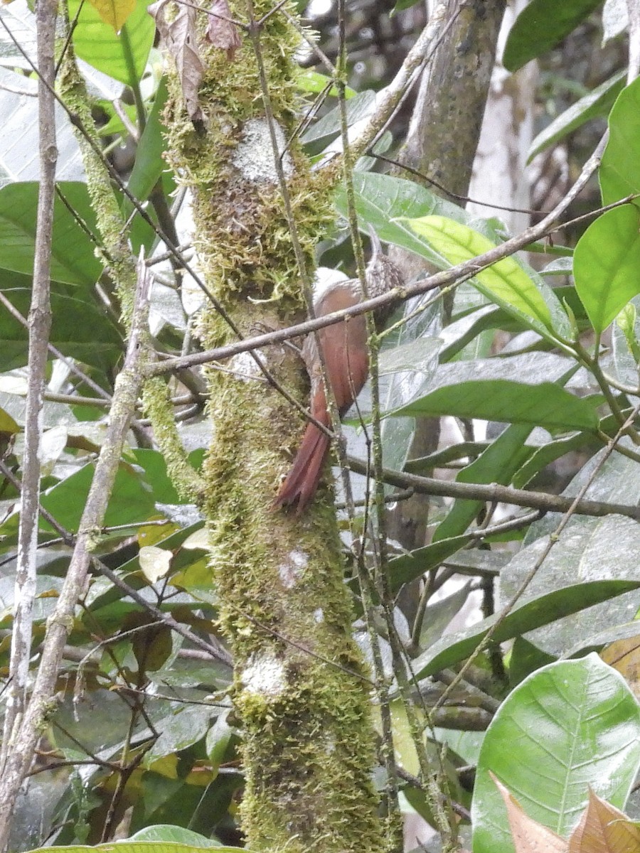 Olivaceous Woodcreeper - ML646424220