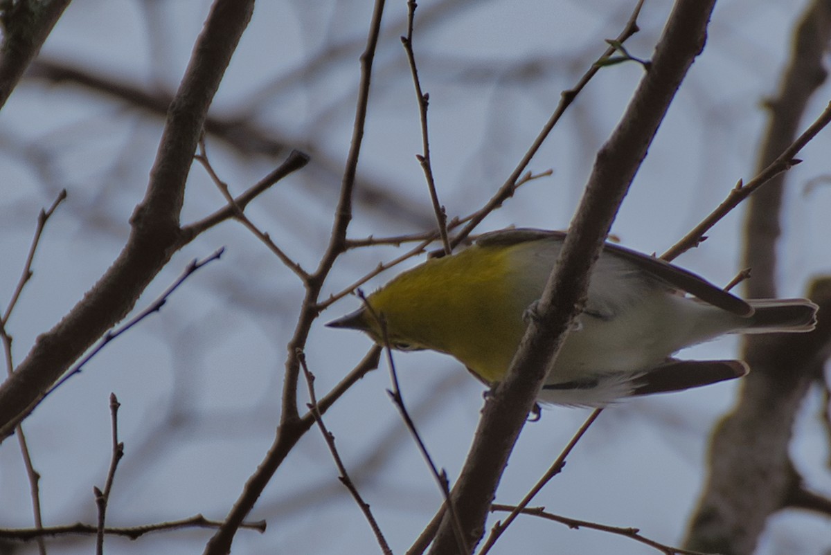 Yellow-throated Vireo - ML646424224